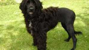 Portugalský vodný pes - popis plemena